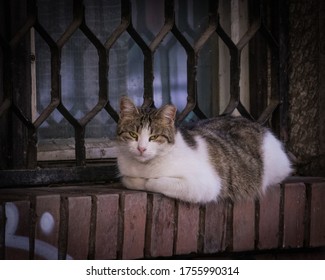 Cat Judging While Sitting On The Window