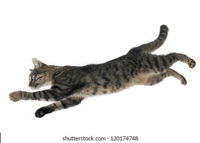 Cat In A Jump On A White Background