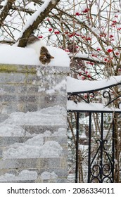 Cat Jumping Down The Fence