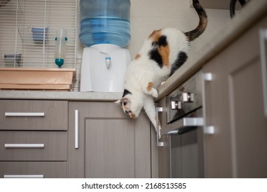 Cat Jumping Down From The Kitchen Table