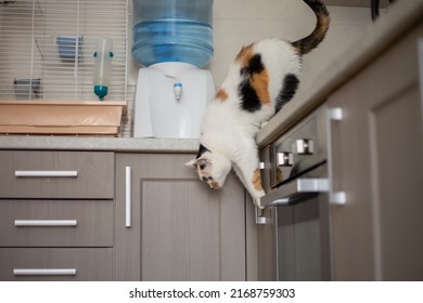 Cat Jumping Down From The Kitchen Table