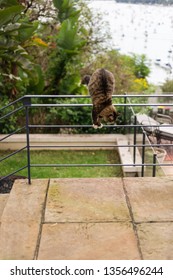 Cat Jumping Down Off Railing