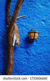 Cat Jumping Down From A Tree In Fez Morocco