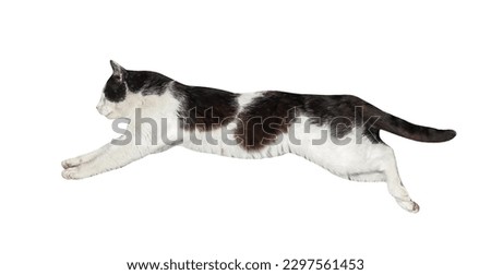cat jumping, or Flying isolated on white