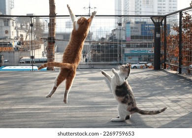 A cat jumping with a hooray and a cat reaching out to hug it.