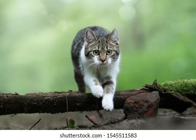 Cat Jumping Over A Tree Trunk