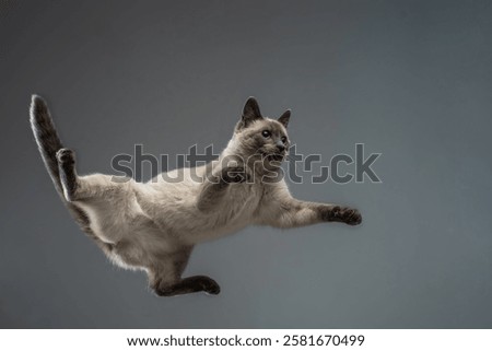 Cat jumping with spread paws. On a gray background.