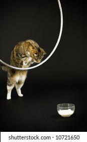 Cat jumping through a hula hoop for milk
