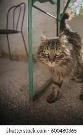 Cat Jumping Under The Table