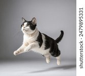 Cat jumps full length, looking at camera, not looking at camera