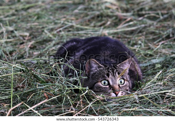 A cat just before the attack. A cat on the hunt in\
the hay