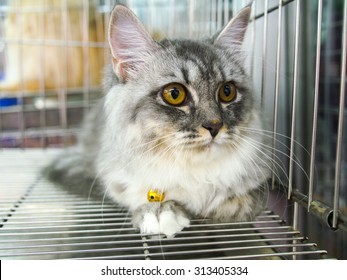 Cat In Kennel Cage