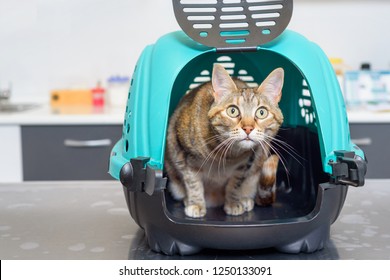 Cat In Kennel At Veterinary Clinic