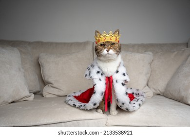 cat king of the couch. spoiled cat standing on sofa wearing royal mantle and crown looking at camera - Shutterstock ID 2133538921