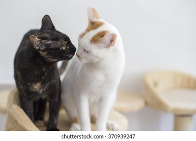 Cat Kiss