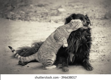 Cat Kissing Dog.