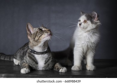 Doux Coeurs Cattery And Its Scottish Fold