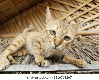 #cat #kitten #cateye #eyecat #socute