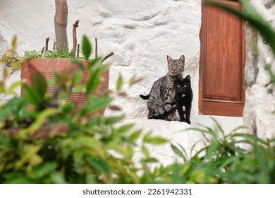 a cat and a kitten at the doorstep of a house in a Mediterranean city