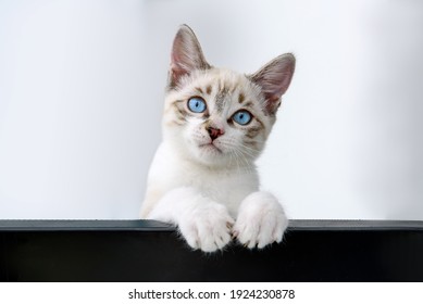 Cat kitten hanging over black blank poster or board - Powered by Shutterstock