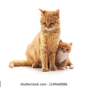 Mother Cat With Kitten Images Stock Photos Vectors Shutterstock