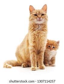 24,482 Kitten mother Images, Stock Photos & Vectors | Shutterstock