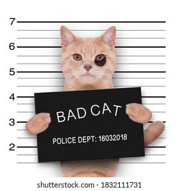 Cat Kitten Kitty Holding A Police Department Banner , As A Mugshot Photo, At Police Office