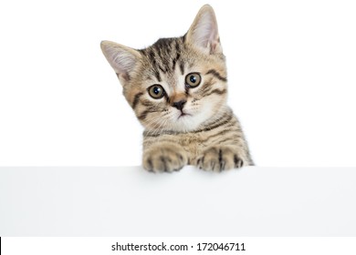 Cat Kitten Peeking Out Of A Blank Banner, Isolated On White Background