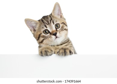 Cat Kitten Peeking Out Of A Blank Placard, Isolated On White Background