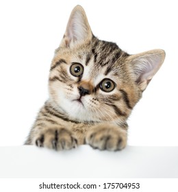 cat kitten peeking out of a blank placard, isolated on white background