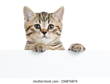 Cat kitten peeking out of a blank sign, isolated on white background