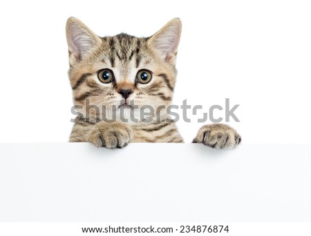 Cat kitten peeking out of a blank sign, isolated on white background