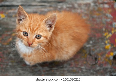 Cat Kitten Pet Animal Red