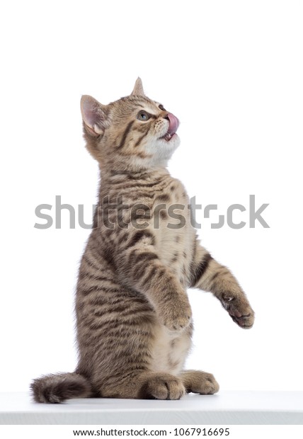 後ろ足で立つ猫が餌を求める の写真素材 今すぐ編集