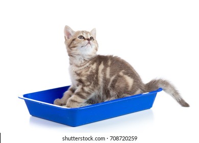 cat kitten in toilet tray box with litter isolated on white background