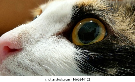 Gros Plan Oeil De Chat Hd Stock Images Shutterstock