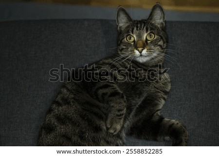 cat kitty posing liedown looking ears eyes catface furry flufy paws claws 