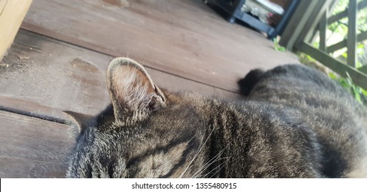Cat kitty resting on floor in sunshine - Shutterstock ID 1355480915