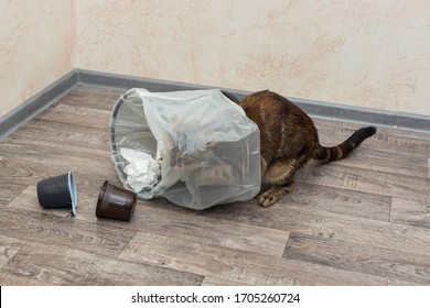 Cat Knocked Over A Trash Can And Got Tangled Up In Trash Bag