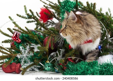 Cat Knocked Over The Tree