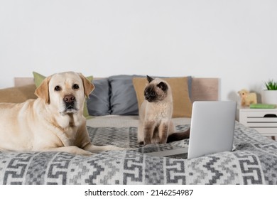 Cat And Labrador Dog Near Laptop And Blurred Pillows On Bed