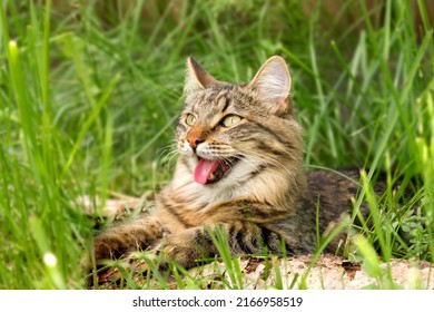 Cat languishes in the heat lying on the ground with its tongue out. Tabby domestic cat on a walk outdoors. The cat is sitting in green grass with open mouth. Walk with a pet cat summer heat. 4K video. - Powered by Shutterstock
