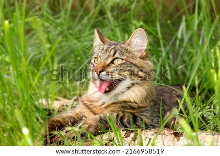 Cat languishes in the heat lying on the ground with its tongue out. Tabby domestic cat on a walk outdoors. The cat is sitting in green grass with open mouth. Walk with a pet cat summer heat. 4K video.