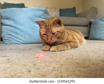 Cat With Laser