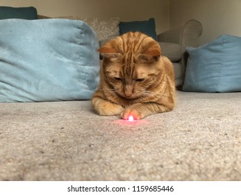 Cat With Laser