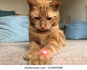 Cat With Laser