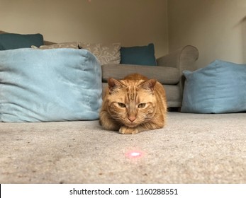 Cat with laser
