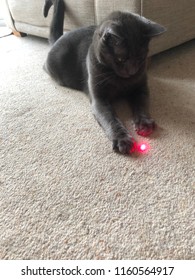 Cat With Laser