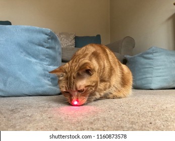 Cat With Laser