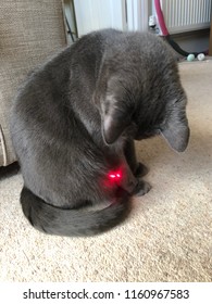 Cat With Laser